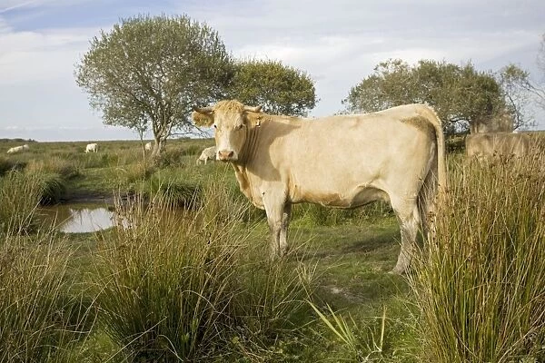Cattle which graze wetlands of Parc Naturel de Briere Brittany France
