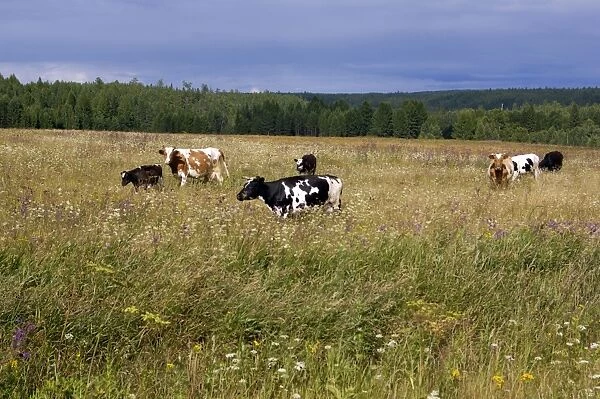 Cattle grazes on a meadow on a high bank of Lalya river, near Staraya Lalya settlement. In 17-19 centuries this was a location of large village Melehino on famous 'Babinov's road' from European Russia to Siberia