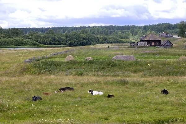 Cattle grazes and ruminates on a flood-meadow along river Lalya in desolated village Karaul (which is used to be a major customs check-point on famous 'Babinov's road' from European Russia to Siberia in 17-19 senturies)