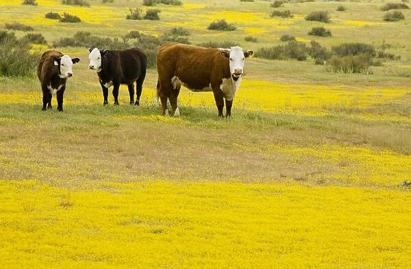 Cattle grazing flowery grassland, mainly Goldfields, in the Carrizo Plain National Monument, California
