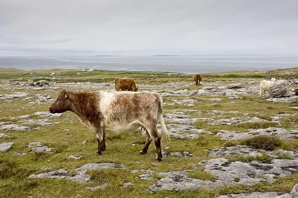 Cattle grazing high limestone pavement and pasture at Black Head, the Burren, Eire