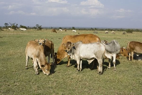Cattle - grazing. Kenya - Africa