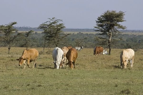 Cattle - grazing. Kenya - Africa
