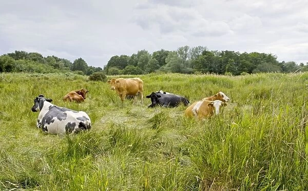 Cattle - grazing - Market Weston fen nature reserve, Suffolk UK