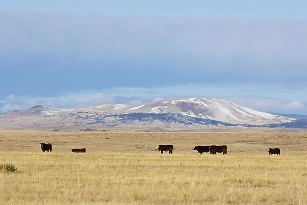 Cattle - grazing on New Mexico Prairie, February