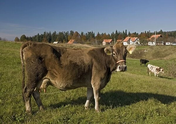 Cattle grazing on open grassland in Croatia, near Plitvice
