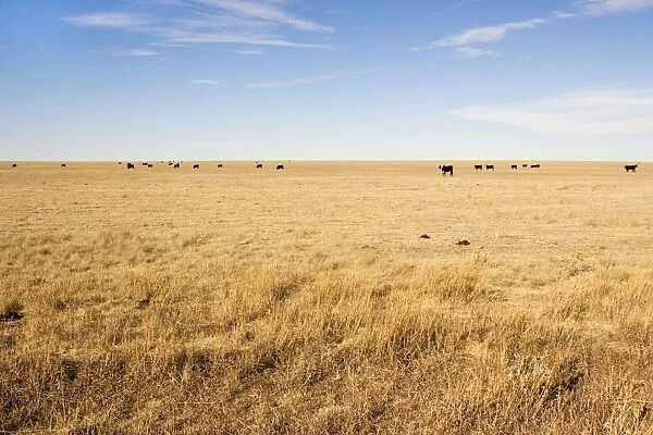 Cattle - grazing on Prairie on Texas Panhandle. January