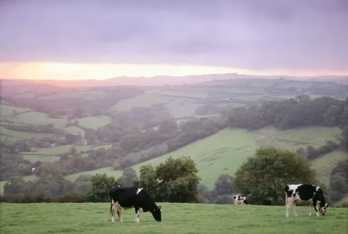 Framed Print : Cattle HAR 27 Friesian heifers - Grazing at dawn, Devon, UK © Anthony Harrison / ardea. com Framed Print : Cattle HAR 27 Friesian heifers - Grazing at dawn, Devon, UK © Anthony Harrison / ardea. com