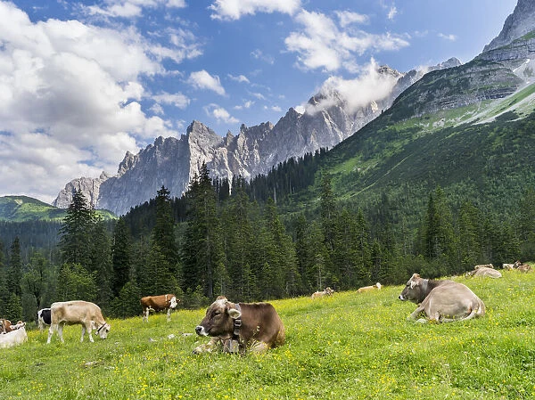 Cattle on high pasture in Karwendel Mountain