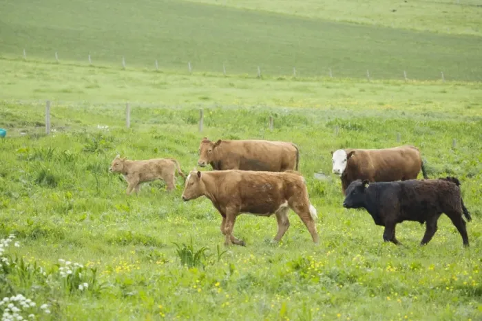 Framed Print : Cattle in Meadow Orkney Mainland MA002319 Framed Print : Cattle in Meadow Orkney Mainland MA002319