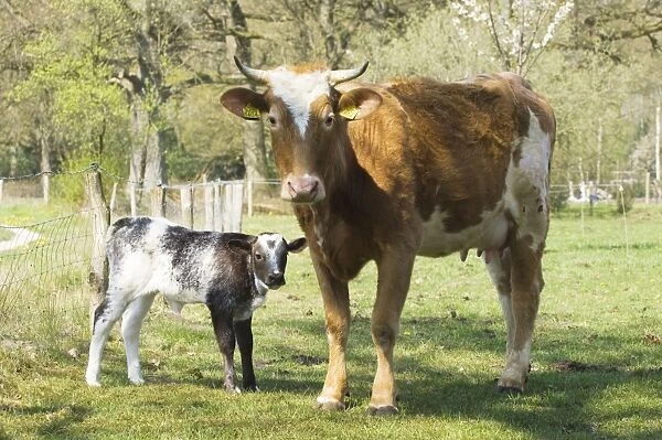 Cattle - Mother with young - The netherlands, Overijssel, Ommen, Eerder achterbroek