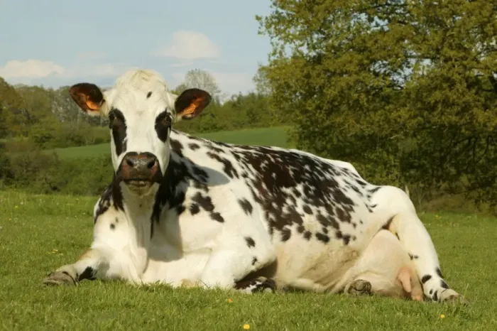 Framed Print : Cattle Norman Dairy Cow Lying down in field Framed Print : Cattle Norman Dairy Cow Lying down in field