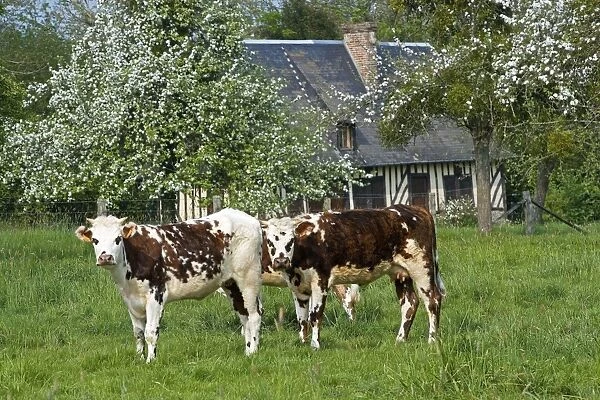 Cattle - Normande Breed - two cows in field with cottage behind. France