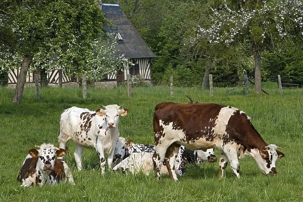 Cattle - Normande Breed - cows in field with cottage behind. France
