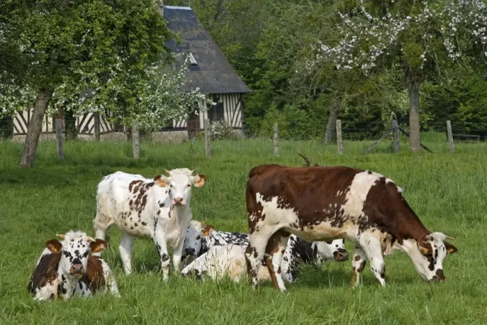 Framed Print : Cattle - Normande Breed - cows in field with cottage behind. France Framed Print : Cattle - Normande Breed - cows in field with cottage behind. France