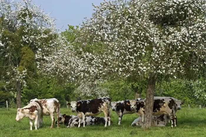 Framed Print : Cattle - Normande Breed - herd of cows under trees covered in blossom. France Framed Print : Cattle - Normande Breed - herd of cows under trees covered in blossom. France
