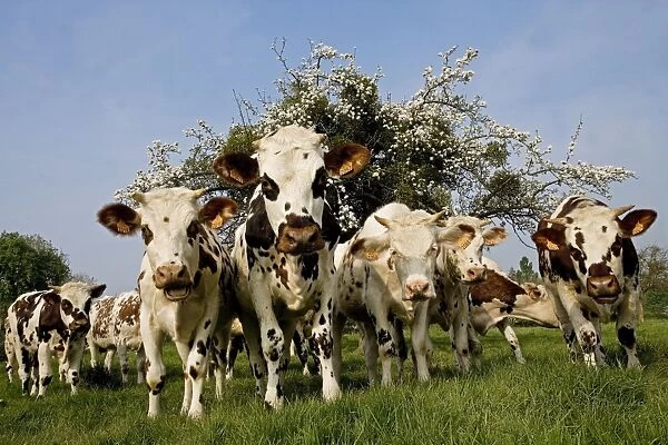 Cattle - Normande Breed - herd in field facing camera