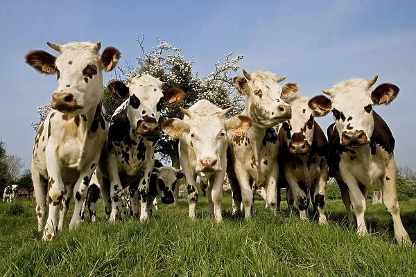 Cattle - Normande Breed - herd in field facing camera