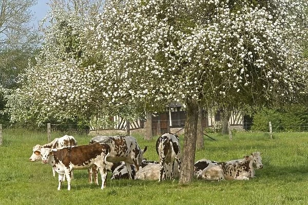 Cattle - Normande Breed - herd resting under tree in blossom