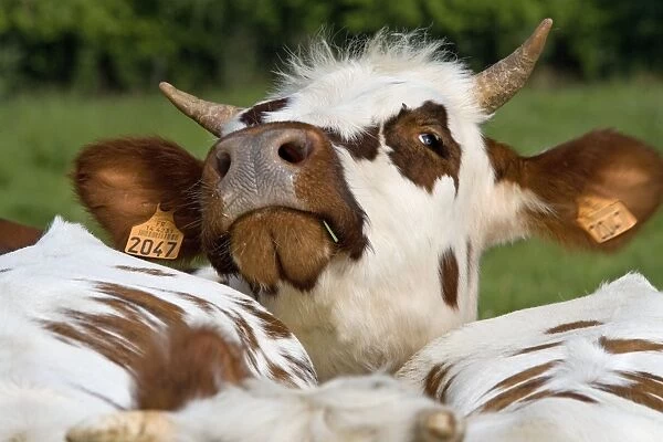 Cattle - Normandy Cow