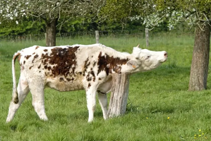 Framed Print : Cattle - Normandy Cow scratching neck on old tree stump Framed Print : Cattle - Normandy Cow scratching neck on old tree stump