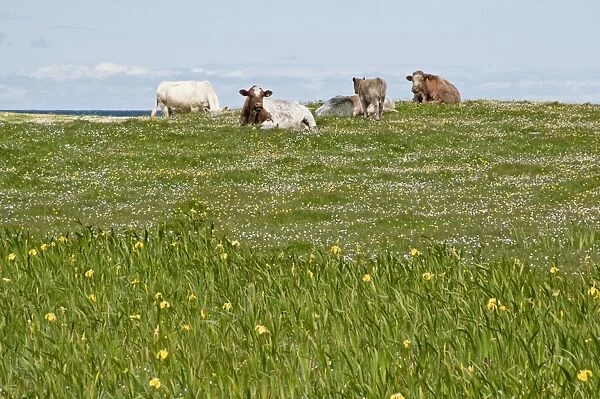 Cattle resting - On Machair - South Uist - Outer Hebrides - Scotland