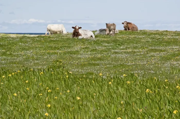 Framed Print : Cattle resting - On Machair - South Uist - Outer Hebrides - Scotland Framed Print : Cattle resting - On Machair - South Uist - Outer Hebrides - Scotland