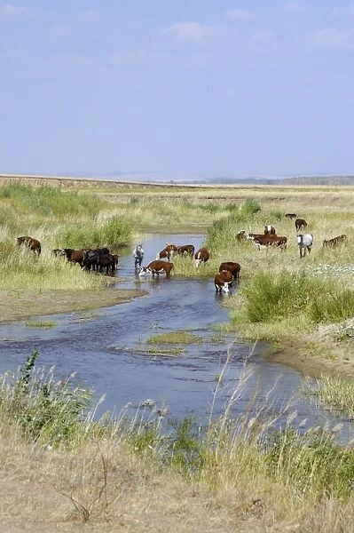 Cattle of Russian farmers grazes along a small river (a tributary of river Ural) in steppe on the Russia-Kazakhstan border. Typical scene in steppes SE of Orenburg city, South Russia; midsummer. Ur39. 4555