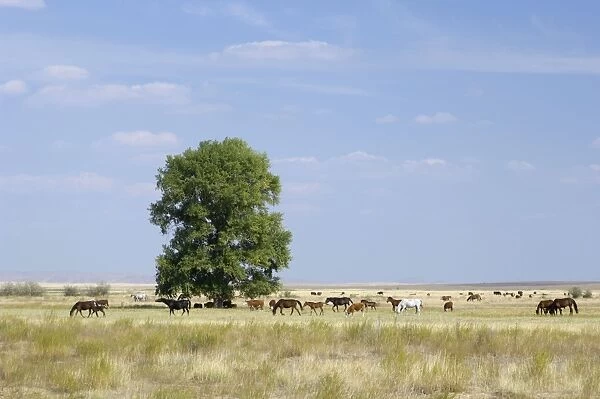 Cattle of Russian farmers grazes in steppe near Russia-Kazakhstan border, typical scene in steppes SE of Orenburg city, South Russia; midsummer. (The land is state-owned). Ur39. 4564