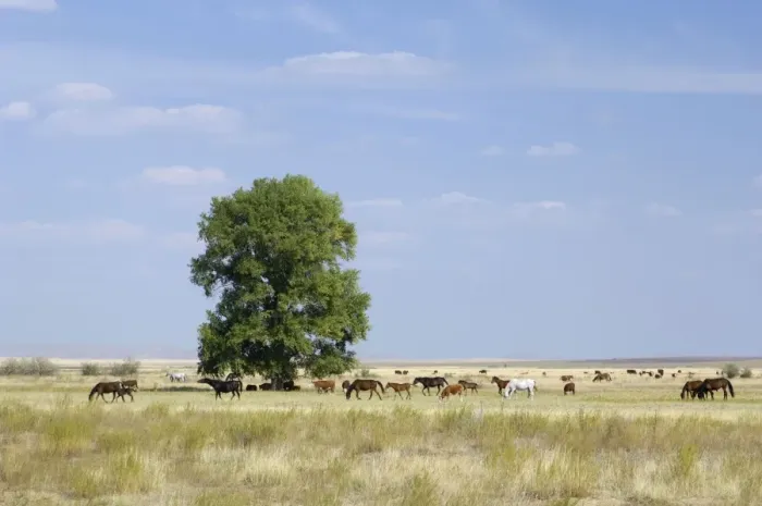 Framed Print : Cattle of Russian farmers grazes in steppe near Russia-Kazakhstan border, typical scene in steppes SE of Orenburg city, South Russia; midsummer. (The land is state-owned). Ur39. 4564 Framed Print : Cattle of Russian farmers grazes in steppe near Russia-Kazakhstan border, typical scene in steppes SE of Orenburg city, South Russia; midsummer. (The land is state-owned). Ur39. 4564