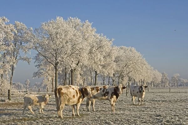Cattle - in snow