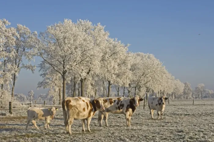 Framed Print : Cattle - in snow Framed Print : Cattle - in snow