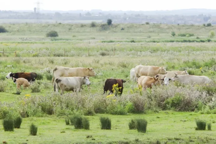 Framed Print : Cattle on Thames Grazing Marshes Rainham Marsh RSPB Reserve Essex, UK MA002358 Framed Print : Cattle on Thames Grazing Marshes Rainham Marsh RSPB Reserve Essex, UK MA002358