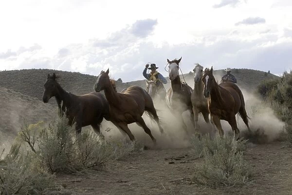 Cattleman herding Quarter  /  Paint Horses. Ponderosa Ranch - Seneca - Oregon - USA