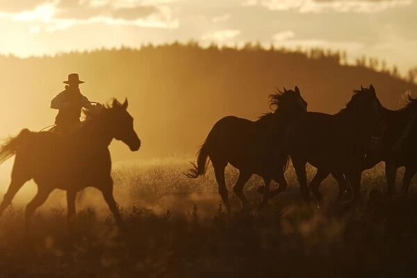 Cattleman riding Quarter  /  Paint Horse at sunset. Ponderosa Ranch - Seneca - Oregon - USA