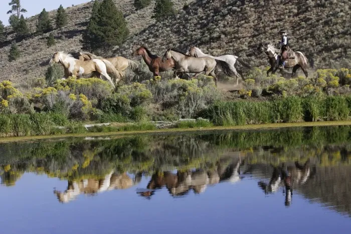 Framed Print : Cattlemen herding Quarter  /  Paint Horses. Ponderosa Ranch - Seneca - Oregon - USA
