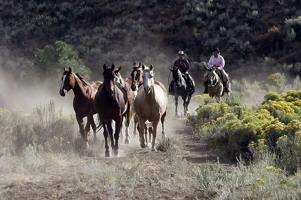 Cattlemen herding Quarter  /  Paint Horses. Ponderosa Ranch - Seneca - Oregon - USA