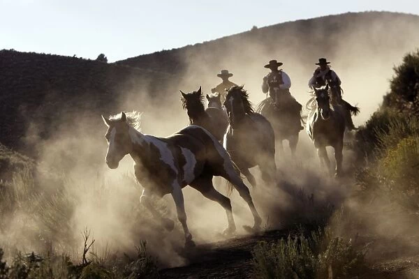 Cattlemen herding Quarter  /  Paint Horses. Ponderosa Ranch - Seneca - Oregon - USA