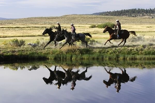 Cattlemen riding Quarter  /  Paint Horse. Ponderosa Ranch - Seneca - Oregon - USA