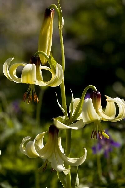 Caucasian Lily (Lilium monadelphum) Date