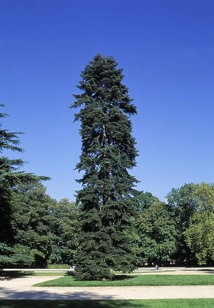 Caucasian Spruce - In a park