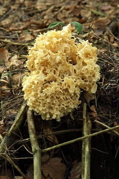 Cauliflower  /  Brain Fungus - pleasant, sweetish smell and edible when young. Habitat at base of conifer trees or near by. Reasonably common - season autumn