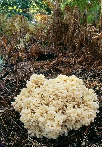 Cauliflower Fungus - parasitic on conifer tree