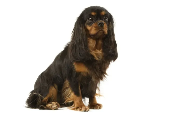 Framed Print : Cavalier King Charles Framed Print : Cavalier King Charles