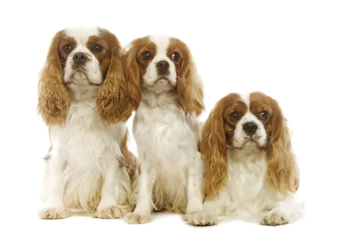 Framed Print : Cavalier King Charles Spaniel Framed Print : Cavalier King Charles Spaniel