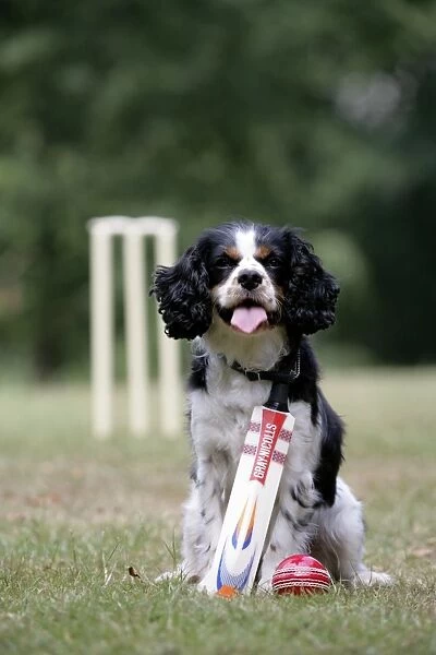 Cavalier King Charles spaniel with cricket bat and ball