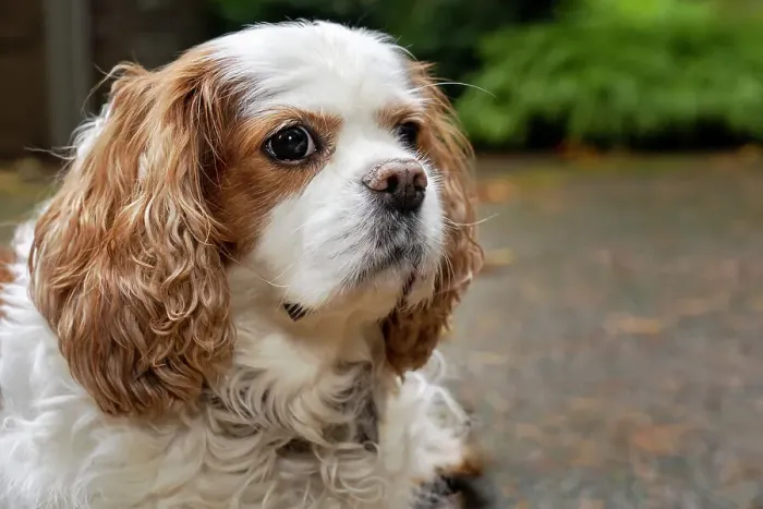 Framed Print : Cavalier King Charles Spaniel, on her driveway in Autumn. (PR) Date: 30-10-2020 Framed Print : Cavalier King Charles Spaniel, on her driveway in Autumn. (PR) Date: 30-10-2020