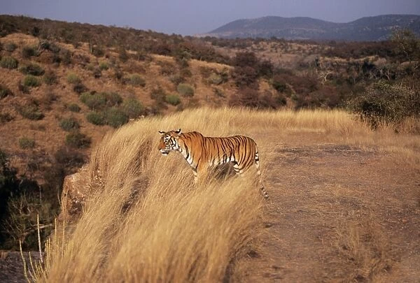 CB-132. Bengal  /  Indian Tiger. Standing in grass, Ranthambhore National Park, India