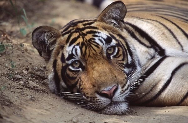 Tiger. CB-166. Tiger. Ranthambhore National Park, Rajasthan, India