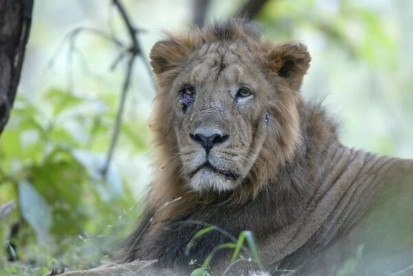 CB-173. Asiatic Lion - with injured eye & face. Sasan Gir NP, Gujarat, India
